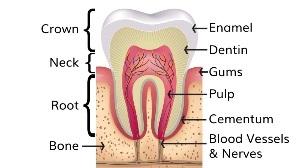Different Layers Of Your Teeth