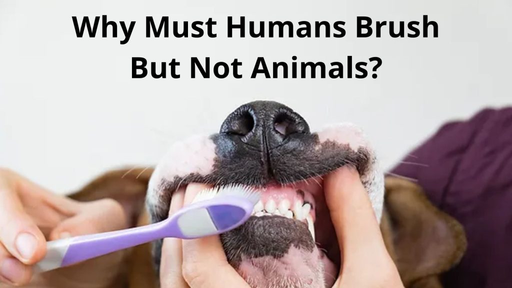 Why Must Humans Brush But Not Animals